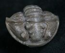 Large Enrolled Flexicalymene Trilobite - D #8317-1